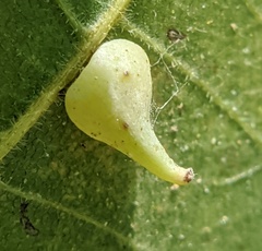 Caryomyia caryaecola