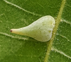 Caryomyia caryaecola