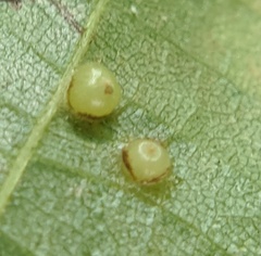 Caryomyia levicrustum