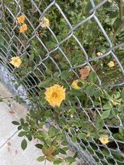 Rosaceae