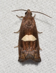 Epiblema gibsoni