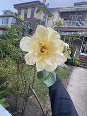 Rosa