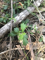 Xanthosia tridentata