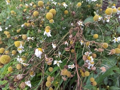 Tripleurospermum inodorum