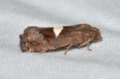 Epiblema gibsoni