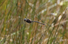 Somatochlora tenebrosa