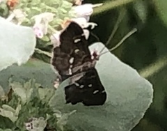 Diathrausta harlequinalis