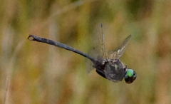 Somatochlora tenebrosa