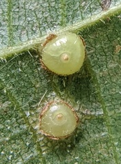 Caryomyia levicrustum