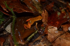 Mantella crocea