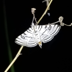 Conchylodes concinnalis