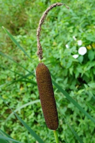 Broadleaf cattail (Typha latifolia)