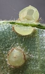 Caryomyia levicrustum