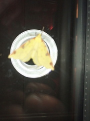 Opisthograptis luteolata