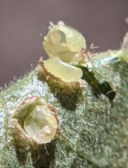 Caryomyia levicrustum