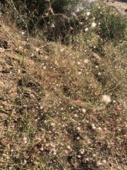 Eriogonum apiculatum