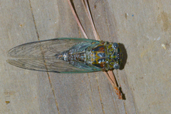 Diceroprocta vitripennis