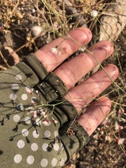 Eriogonum apiculatum