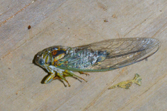 Diceroprocta vitripennis
