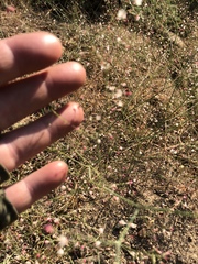 Eriogonum apiculatum