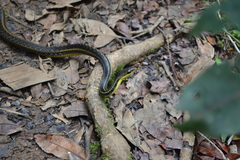 Thamnosophis epistibes