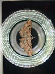 Gymnoscelis rufifasciata