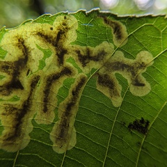 Cameraria caryaefoliella