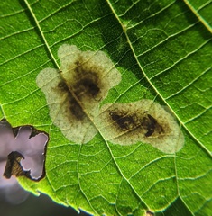 Cameraria caryaefoliella