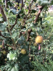Ribes roezlii roezlii