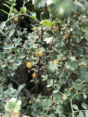 Ribes roezlii roezlii