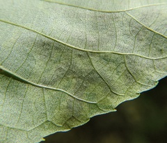 Cameraria caryaefoliella