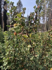 Ribes roezlii roezlii