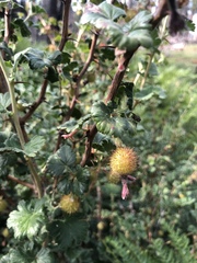 Ribes roezlii roezlii