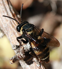 Triepeolus concavus