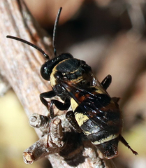 Triepeolus concavus
