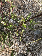 Salix lutea