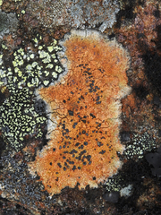 Image of Porpidia flavocoerulescens