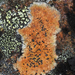 Orange Boulder Lichen - Photo (c) Kari Pihlaviita, some rights reserved (CC BY-NC), uploaded by Kari Pihlaviita