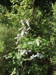 Pycnanthemum incanum