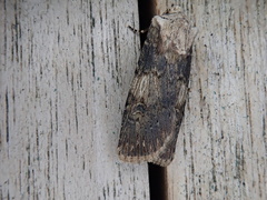 Agrotis puta