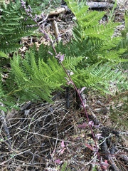 Chenopodium fremontii