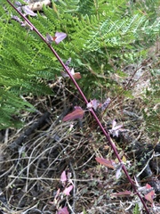 Chenopodium fremontii