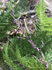 Chenopodium fremontii