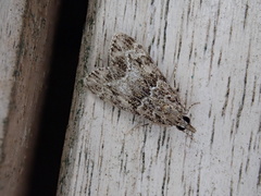 Eudonia lacustrata