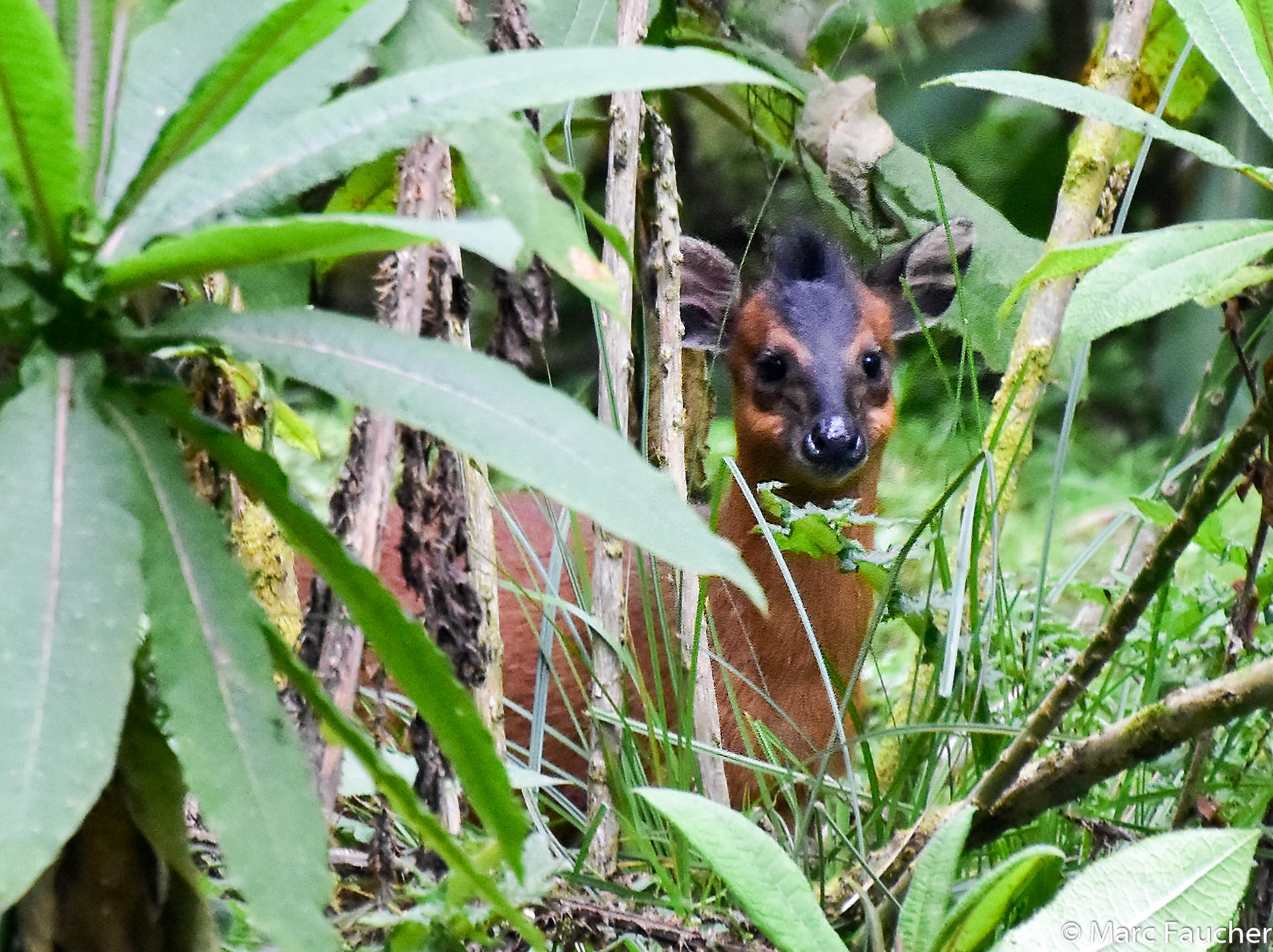 Red-flanked Duiker (Mammals of the WAP complex) · iNaturalist