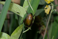 Anomala albopilosa