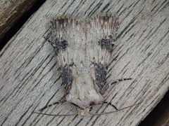 Agrotis puta