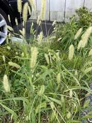 Setaria viridis