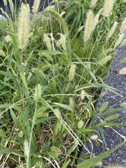 Setaria viridis