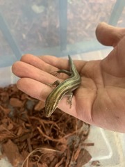 Plestiodon